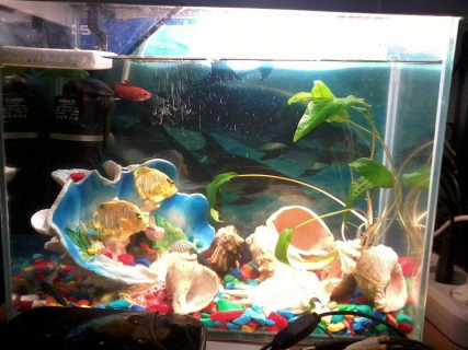 2013-12-20_fish
